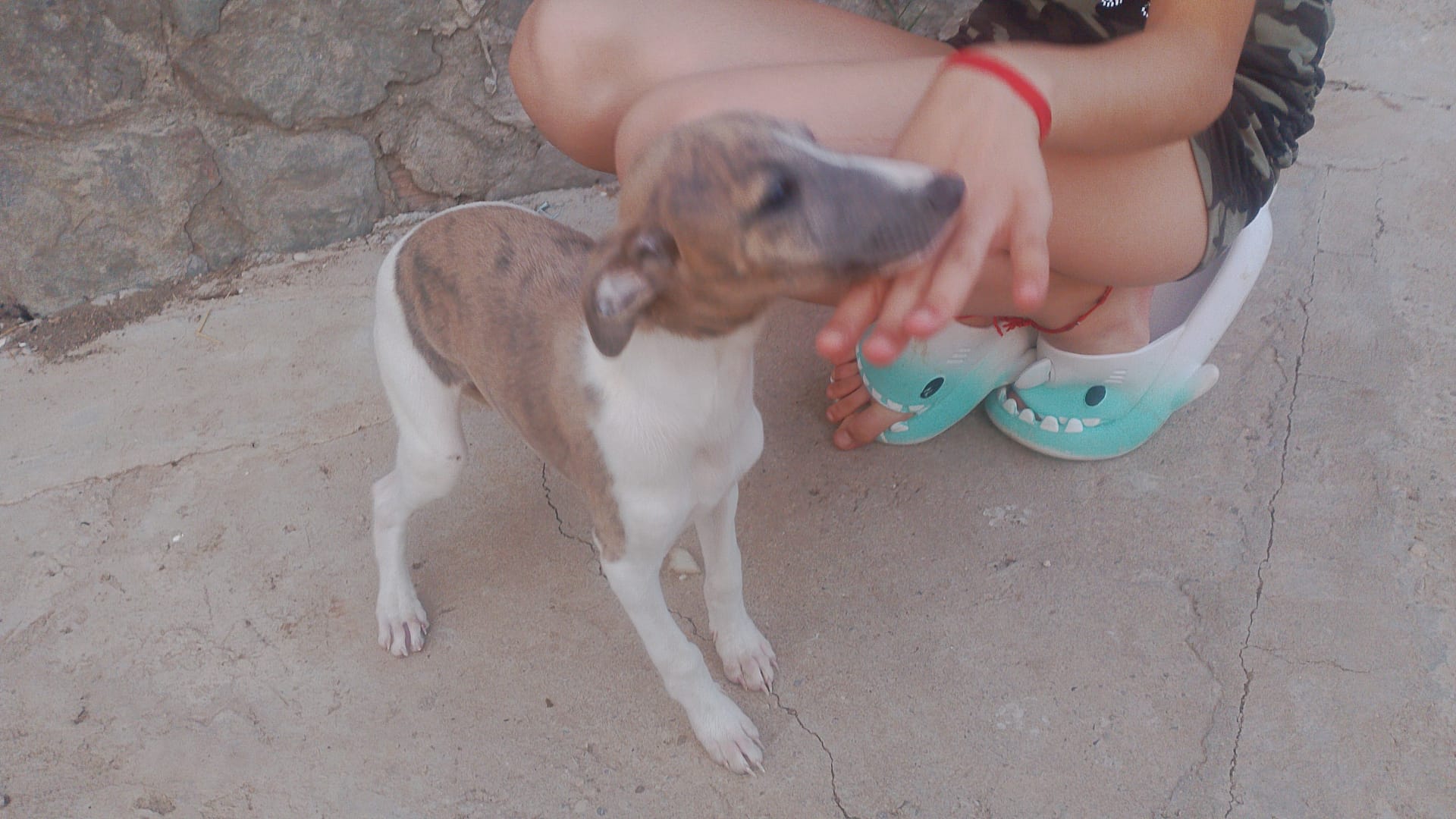 Último whipper con picolo macho 600e