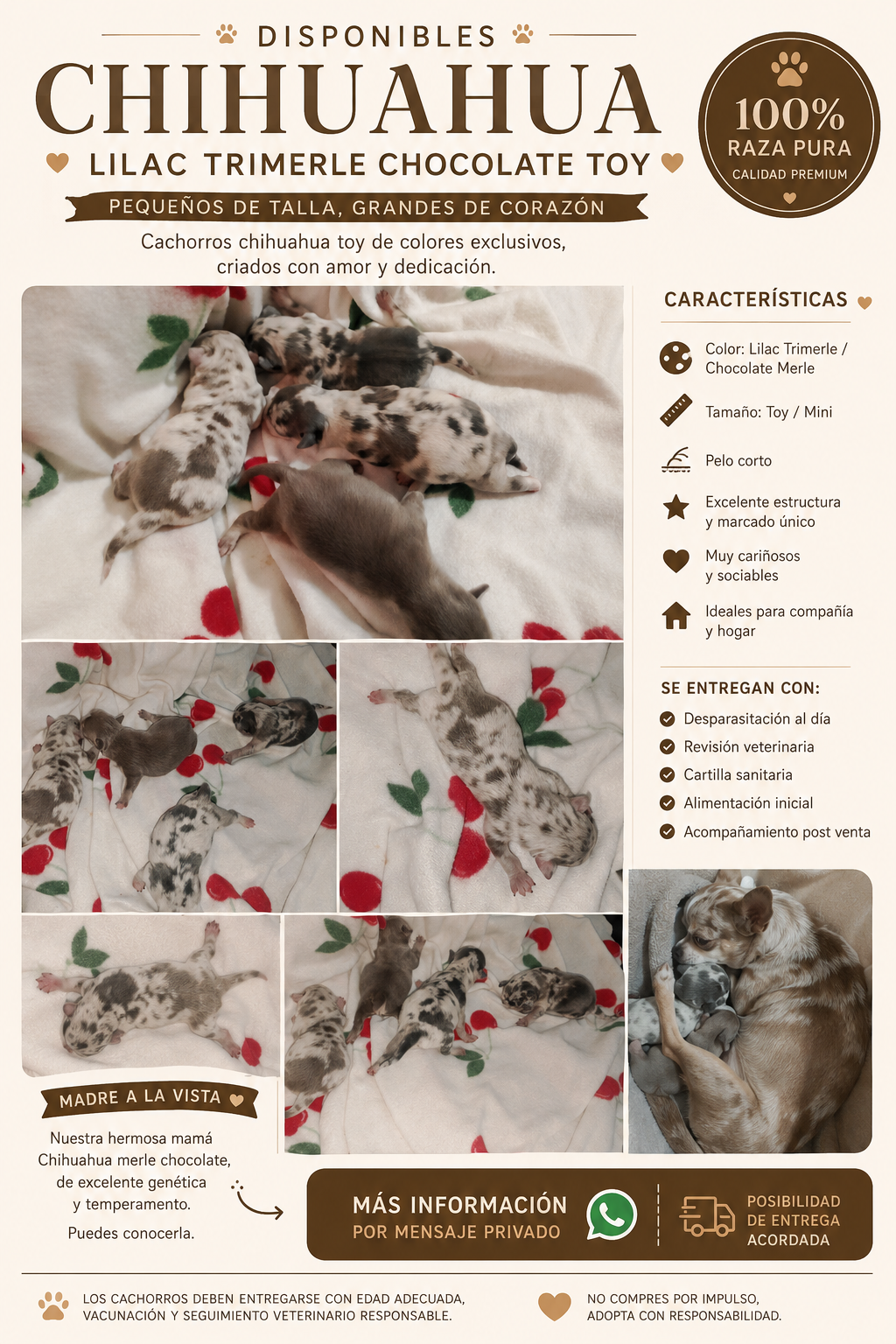 Camada exclusiva de chihuahua lilac trimerle chocolate 1200€