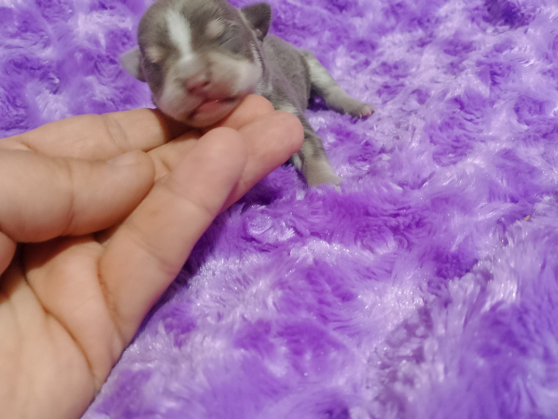 Chihuahua lilac macho 1000€