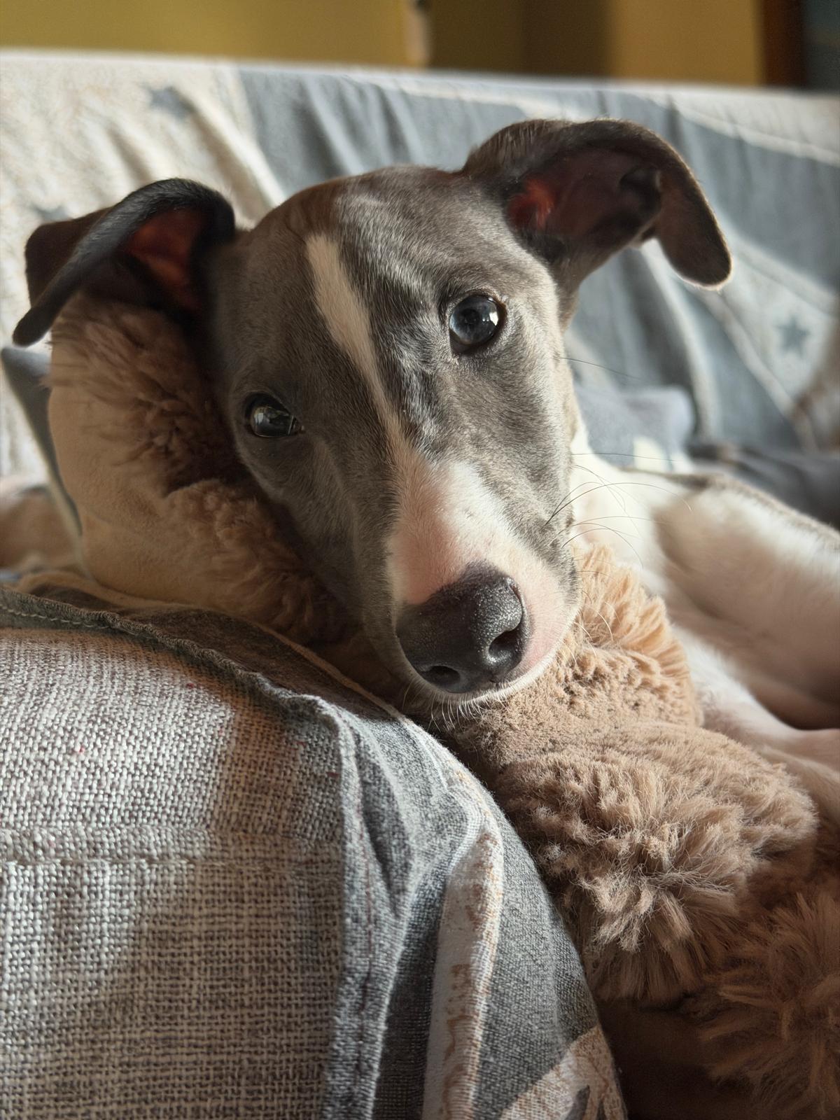 31/05/206. Estamos muy agradecidos por toda la ayuda recibida. Es una persona increíblemente atenta que siempre contesta a cualquier duda de manera rápida y amable. Nos ha guiado con mucha paciencia en todo el proceso de adopción de nuestro perro, transmitiendo muchísima confianza. Recomendamos totalmente su trabajo, es una gran profesional. ¡Gracias de corazón!