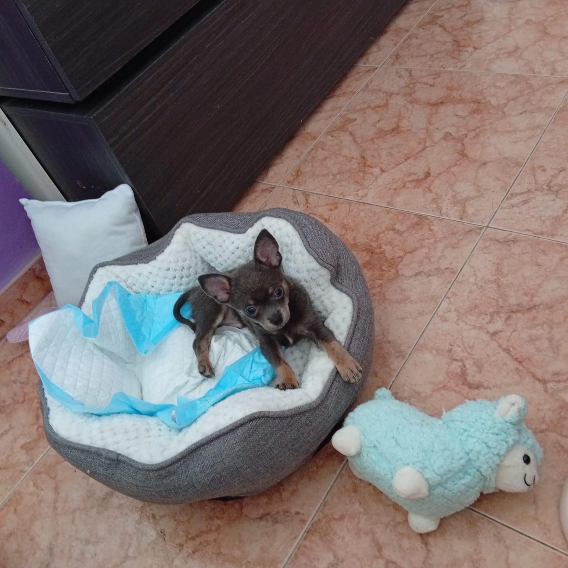 01/06/2026 .No puedo estar más agradecida con [Yolanda y su empresa de mascotas Valhallaanimal]. Desde el primer momento, el trato ha sido inmejorable una mujer "superatenta", comunicativa y de una amabilidad infinita que te transmite toda la confianza del mundo. Además, tuvo un detallazo precioso conmigo en el precio, algo que demuestra su gran corazón. Mi cachorrito [Roy] es tal cual me lo enseñó en los vídeos y fotos;   está sano y es monísimo!🥰 Me lo entregaron con su cartilla de vacunación sellada por la veterinaria. Da gusto dar con personas tan   profesionales y humanas, porque he de decir que indague mucho, me informe de precios,  y encontré de todo... Empresas que ni contestan a tus dudas y precios de perritos que casi tienes que hipotecar la casa, como  que es  puro y duro negocio.  Además de algunos estafadores.     Si buscas un lugar de confianza donde se note el amor por los animales, es aquí sin duda. Un abrazo enorme y muchísimas gracias por todo"❤️🐕!!.