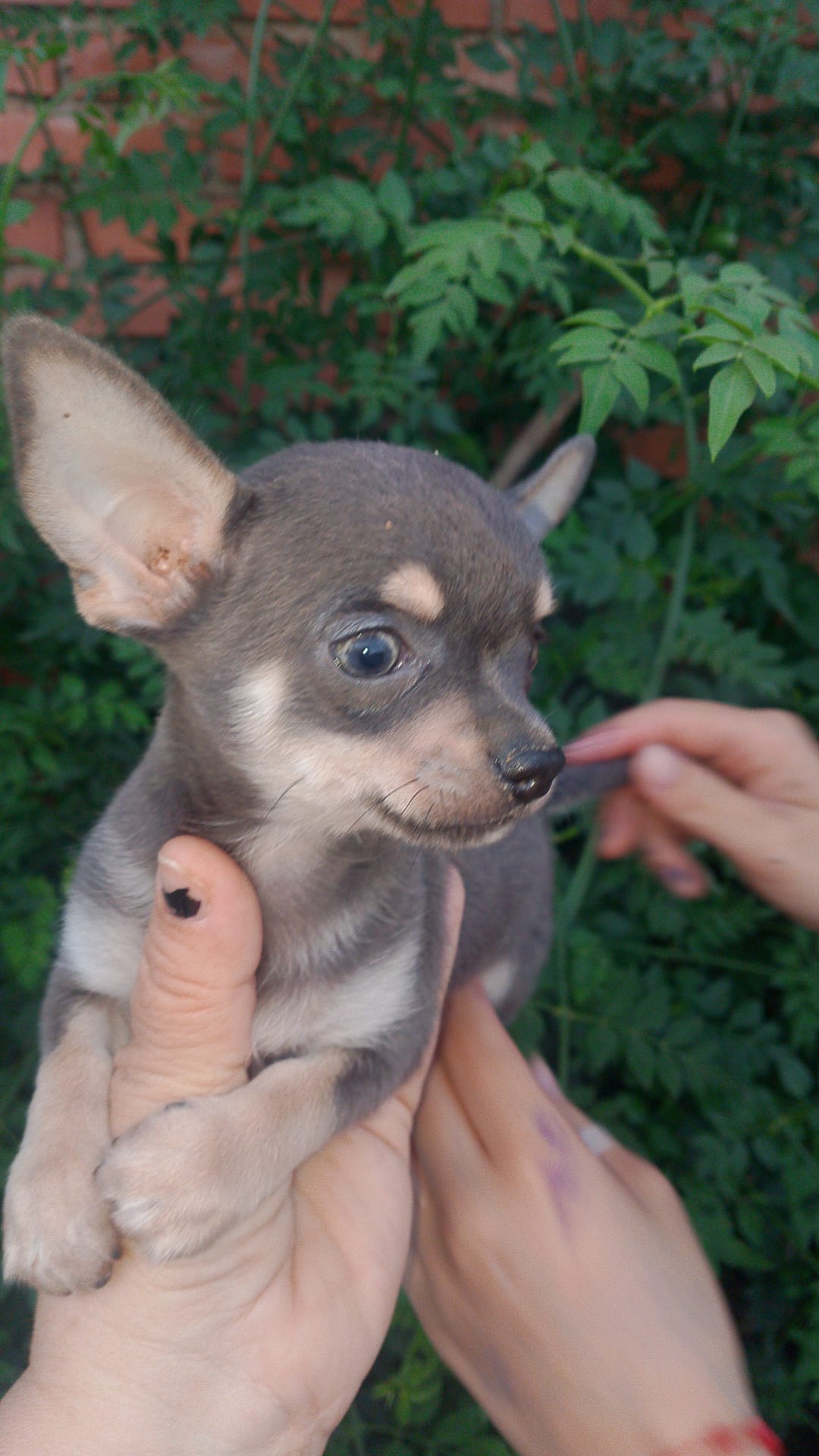 Macho de chihuahua enano 500€
