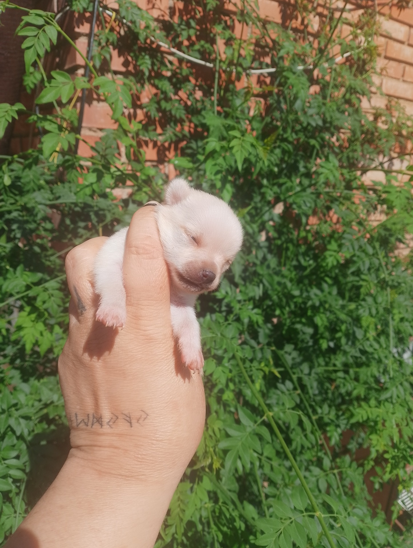 Macho de chihuahua toy850 macho IVA incluido
