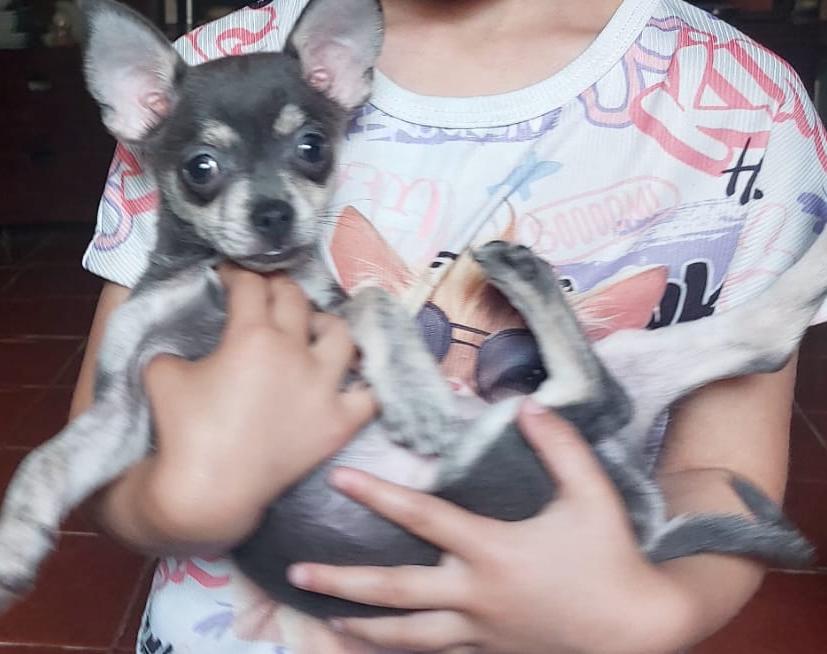 Valhalla espectacular. YOLANDA una persona maravillosa que lo da todo para que pueda conseguir mi sueño. Un cachorro Pomchi, encantador educado en ambiente familiar Gracias Yolanda por ser como eres, una persona con un corazón ❤️ grande.