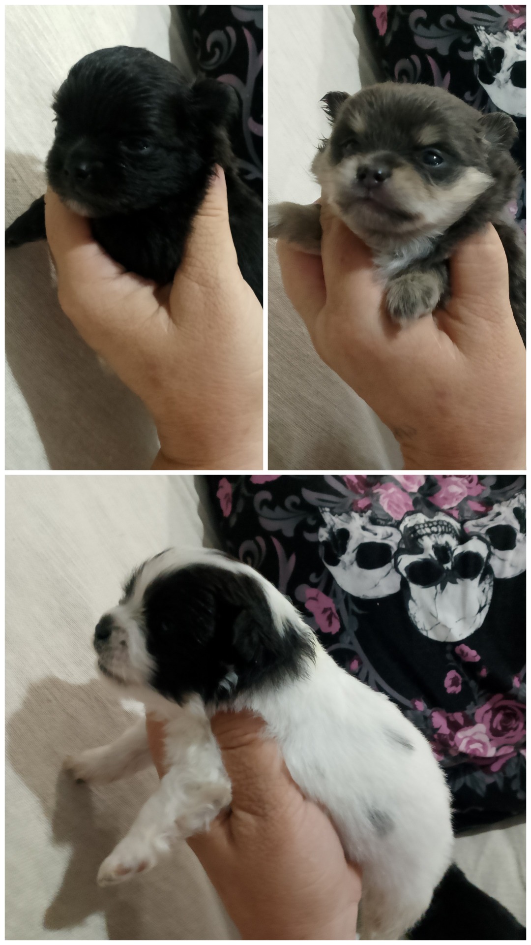 Pomchis negra 500€ hembra blanca y negra 600€.hbra azul 600€