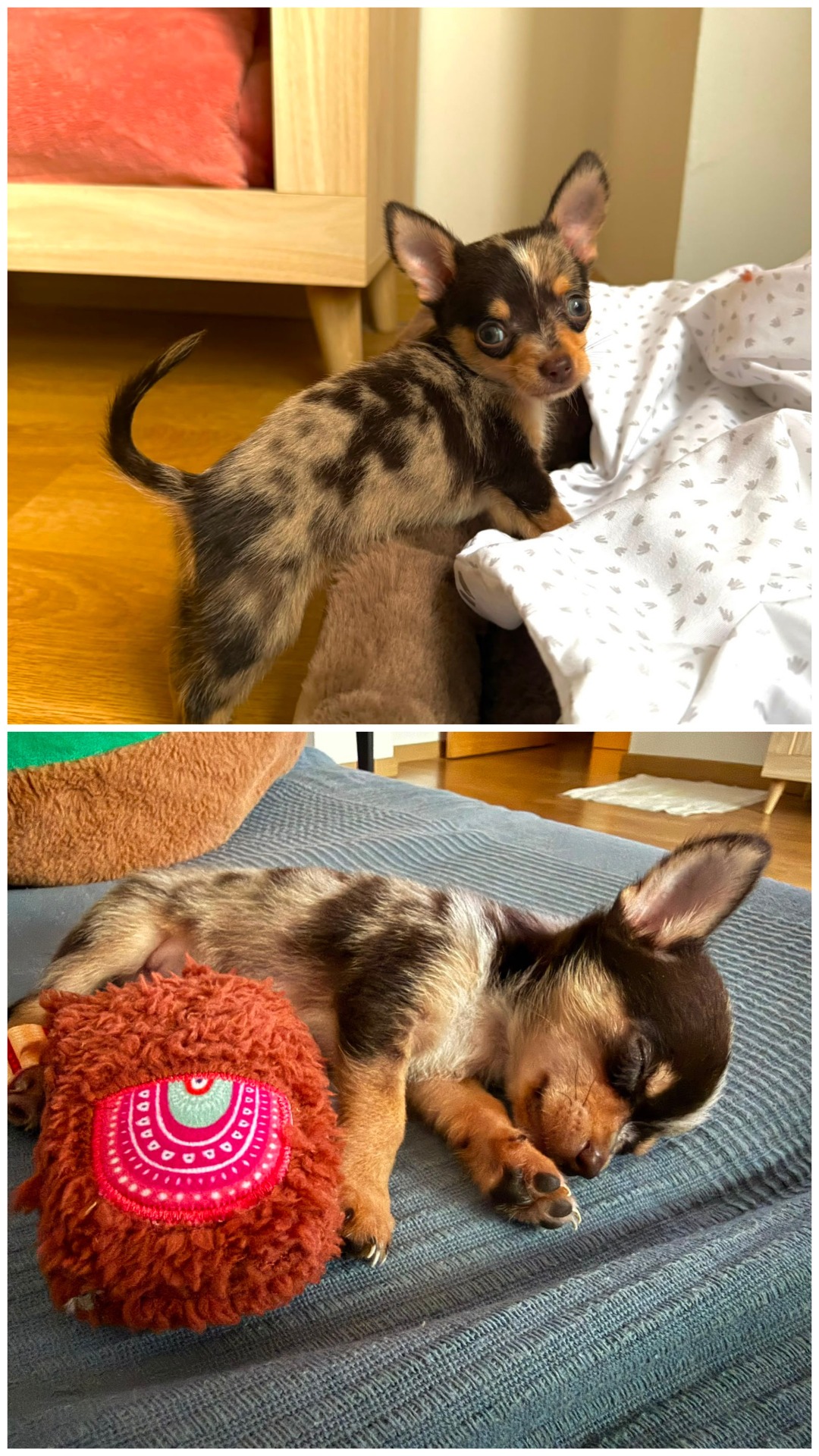 Muchísimas gracias a Yolanda! Estamos encantados con el cachorrito😍😍. Te agradecemos tu cercanía y atención en todo momento! Se nota en el cachorro el cariño y amor que le han dado❤️❤️❤️❤️❤️❤️❤️Quería agradecerte de verdad la cercanía y el buen trato❤️ yo soy súper desconfiada con este tipo de cosas y desde el minuto uno estaba segura de que todo iría genial❤️❤️❤️