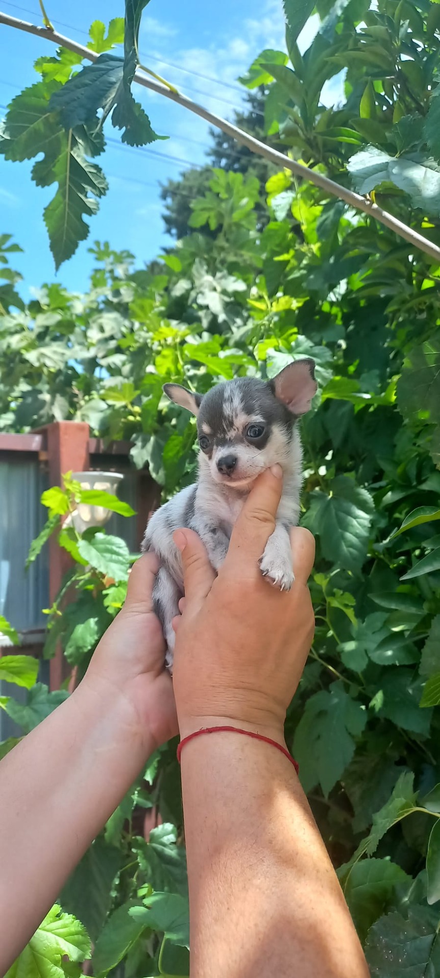 Macho y hembra trimerle lilac 1000€