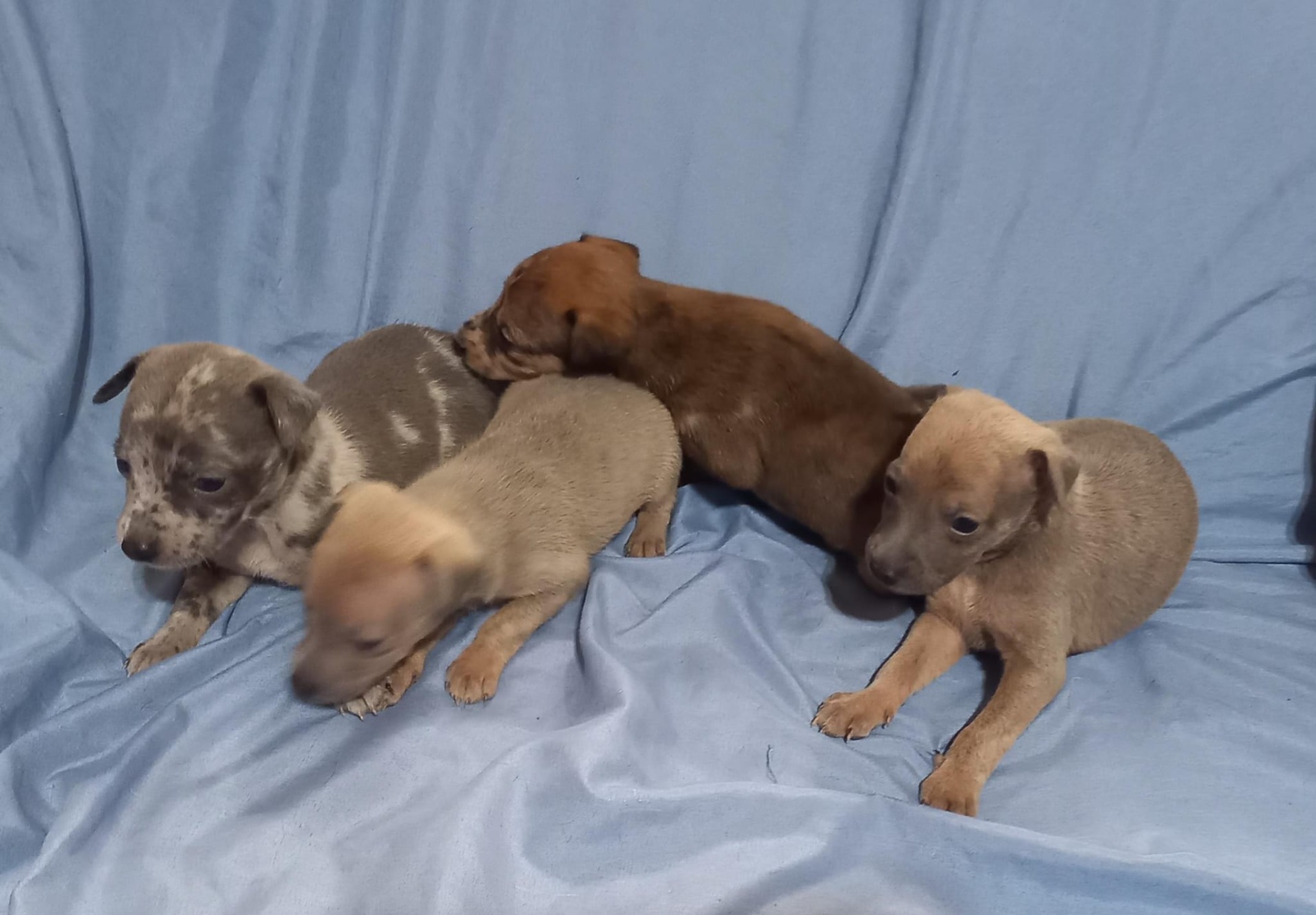 Camada de Greyhuahua Merle macho blue hembra chocolate Merle y dos machos blue fraw desde 350€a 600€ los Merle