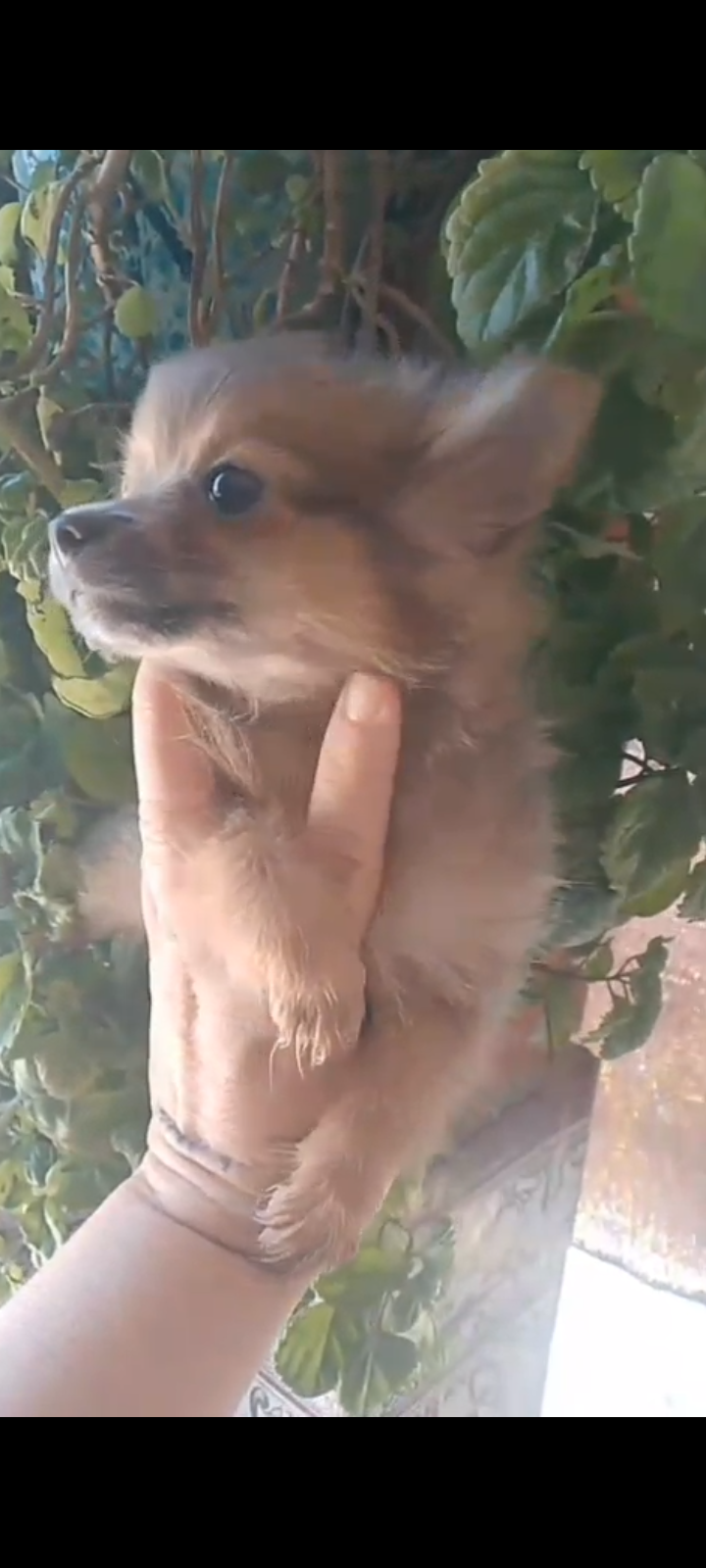 Hembras de pomchi muy pequeña 500€ se entrega con dos vacunas y desparacitados con cartilla veterinaria.