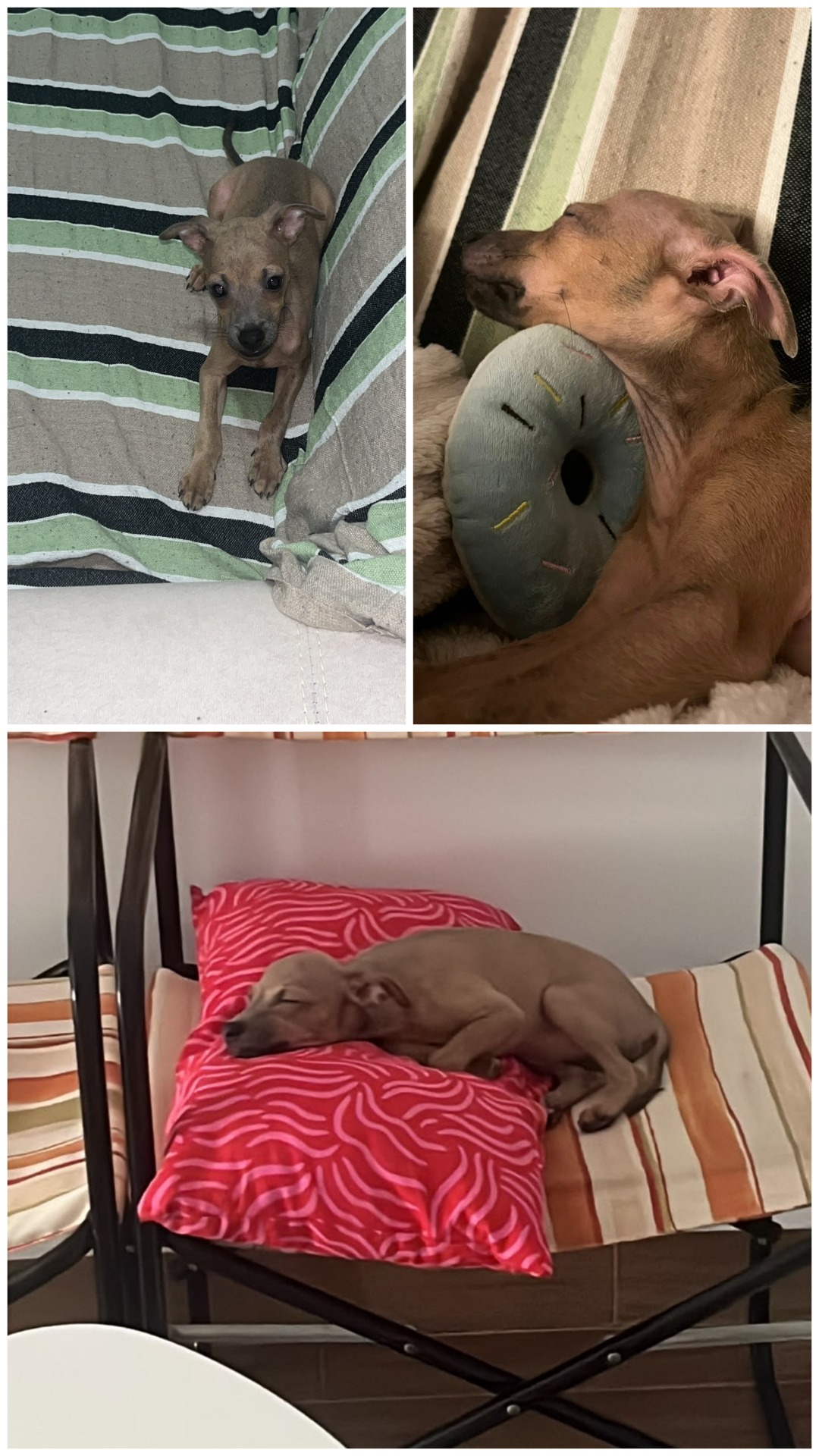 Fuimos desde Madrid hasta Cordoba a por el perrito y la verdad que ha merecido la pena. Yolanda nos trato muy bien desde el primer momento y nos resolvio todas las dudas. El perro ha llegado muy bien, estamos encantados con el y se nota que esta bien cuidado. Sin duda volveriamos a repetir. Muchas gracias por todo Yolanda, muy recomendable.