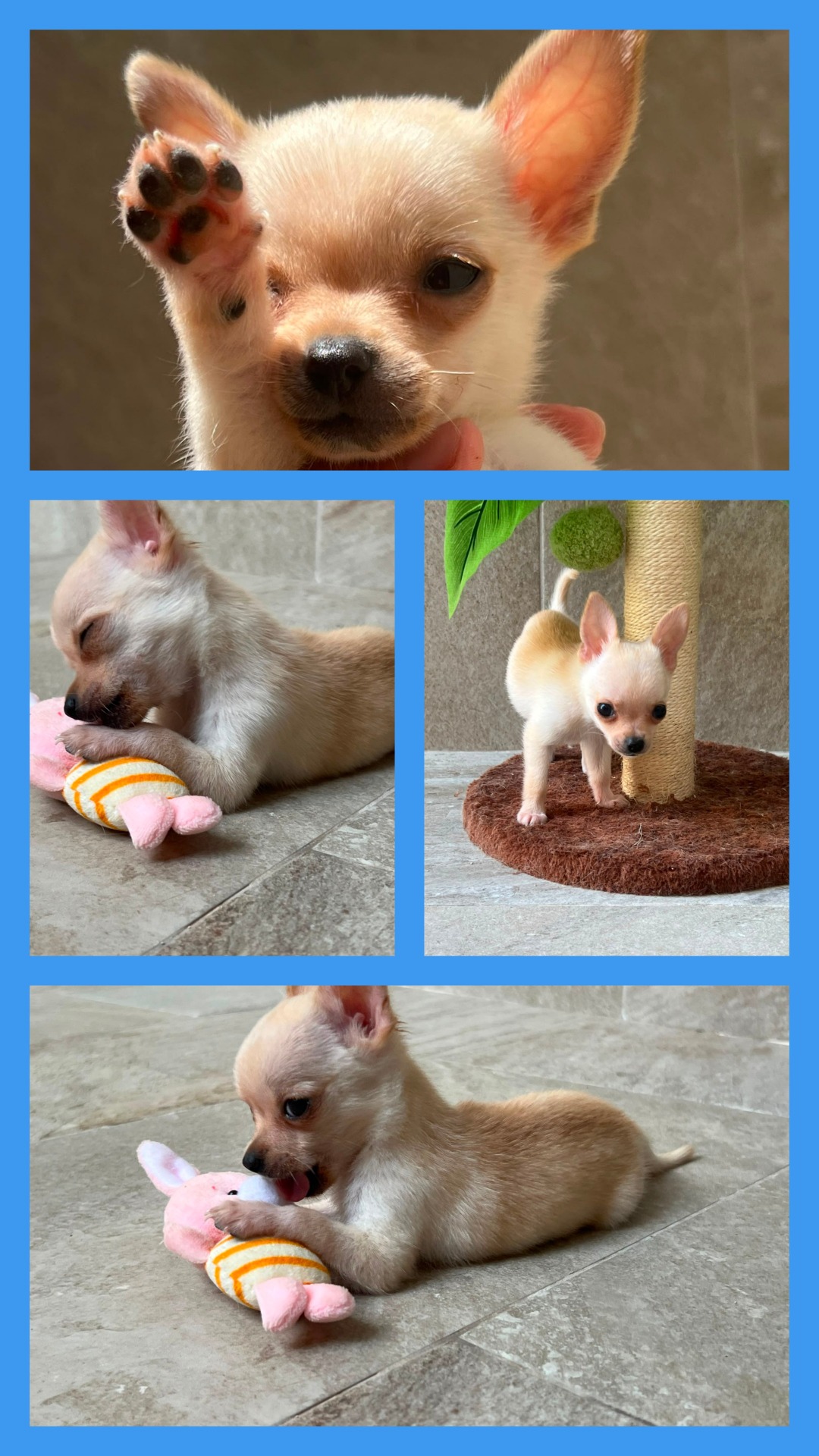 No puedo estar más contento con la experiencia. Desde el primer momento ha sido una persona muy cercana, amable y siempre dispuesta a resolver cualquier duda. Se nota que le apasionan los animales y que cuida a sus cachorros con muchísimo cariño. En todo momento me ha mantenido informado, enviándome fotos, vídeos y explicándome cómo iba evolucionando el cachorro, lo que me dio muchísima tranquilidad. Además, me entregó a Coco en perfectas condiciones, sano, muy bien cuidado y con toda la documentación en regla. Estoy encantadísimo con él, es un cachorro precioso y se nota el buen trabajo y la dedicación que hay detrás de su crianza. Sin duda volvería a confiar en ella y la recomiendo al 100% a cualquiera que busque un criador serio, responsable y de total confianza. ¡Muchísimas gracias por todo!🫶🏼