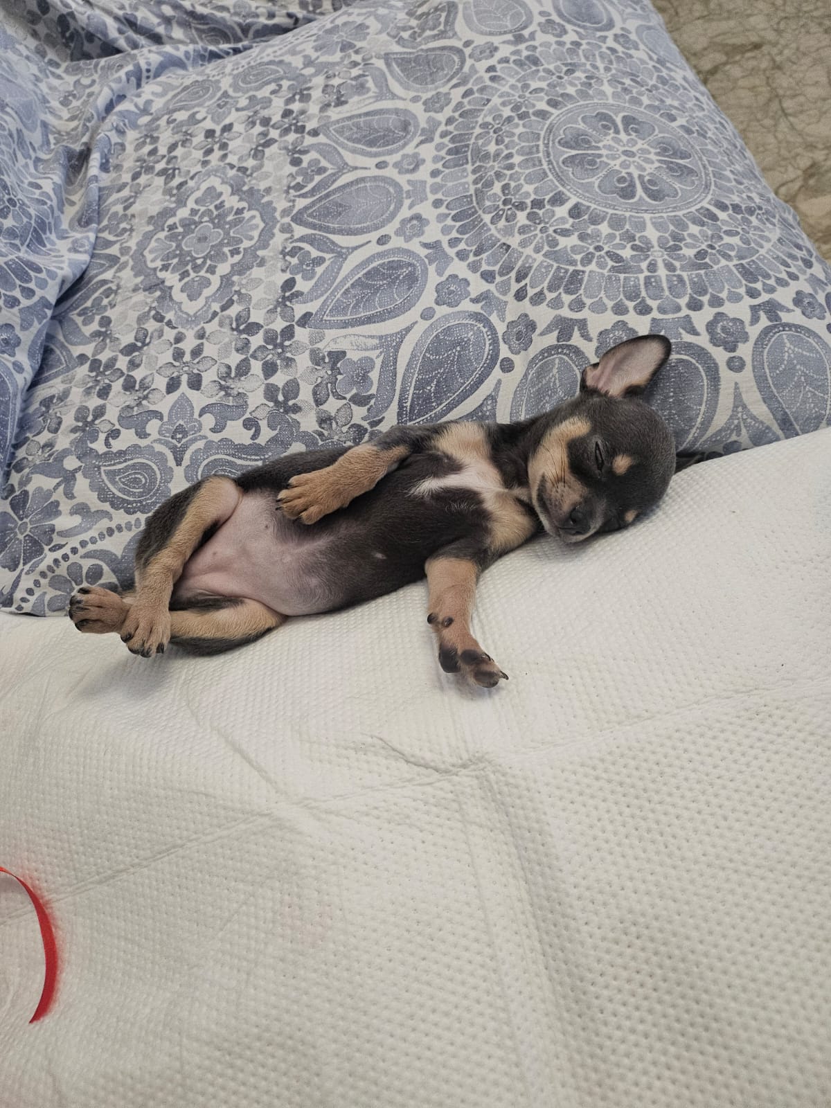 Estoy muy contenta con mi perrita Chloe. El trato ha sido fabuloso por parte de la vendedora, siempre atenta a todo explicando muy bien las cosas. Trato de 10 ! Muy recomendable🐶