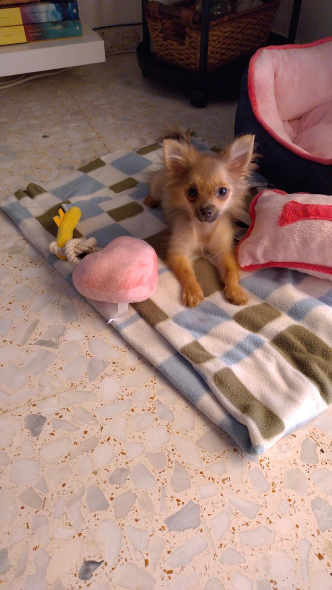La perrita preciosa. Se la ve muy sana y bien cuidada. Es muy juguetona. Muchas gracias por la atención tan buena.🐶