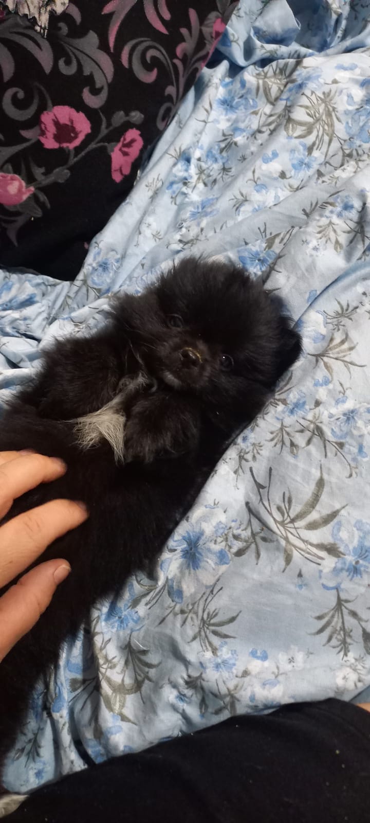 Pomchis  negra 700€