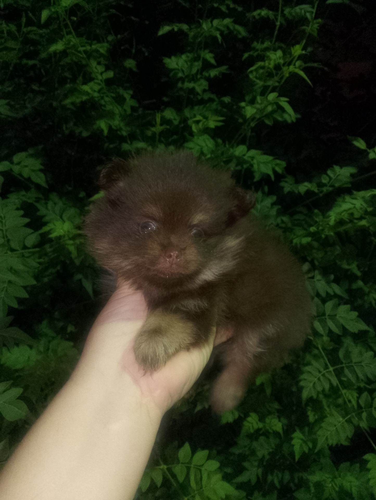 Pomerania chocolate macho precio 1200€