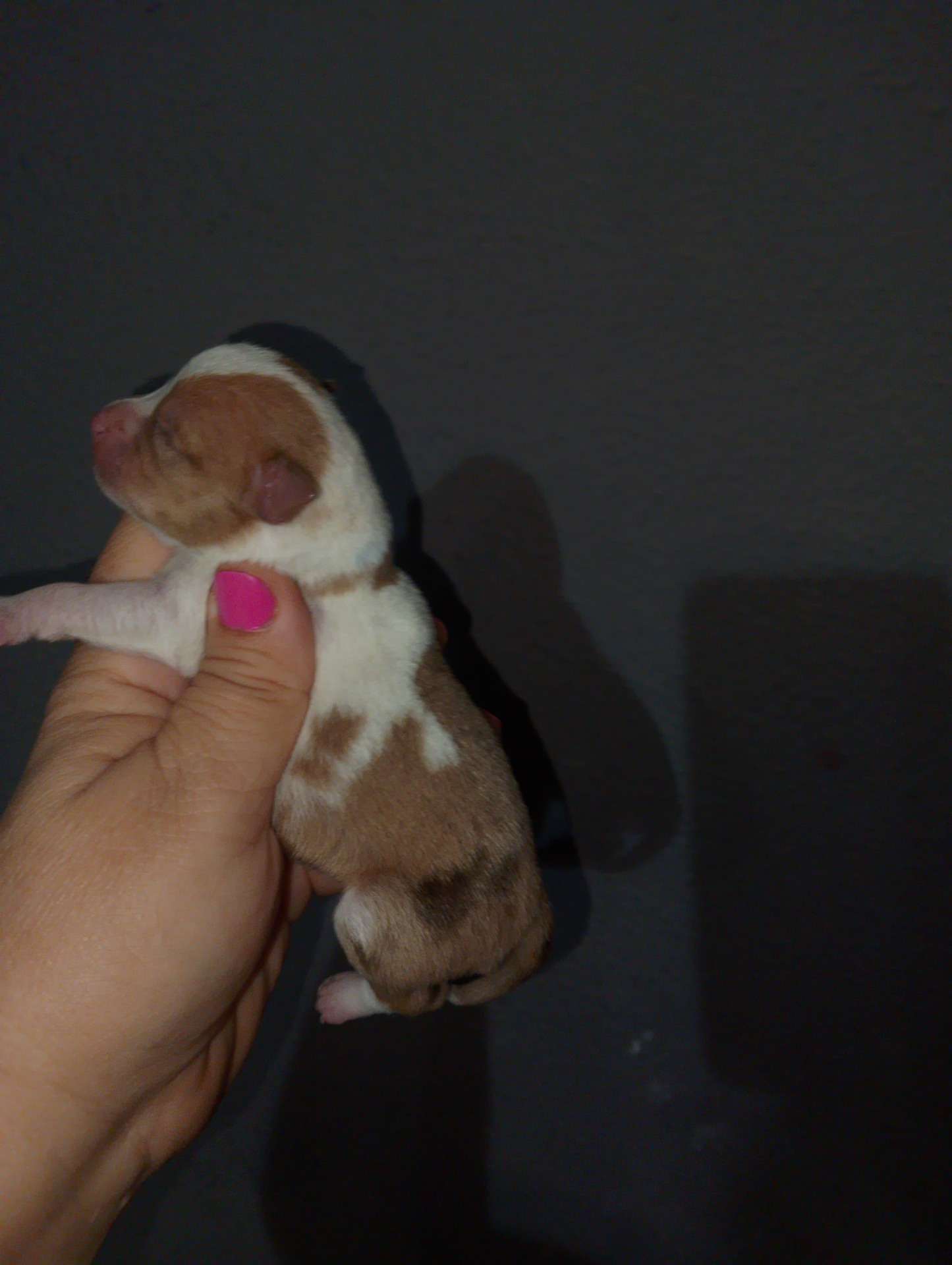 Hembra de chihuahua red merle 1200€