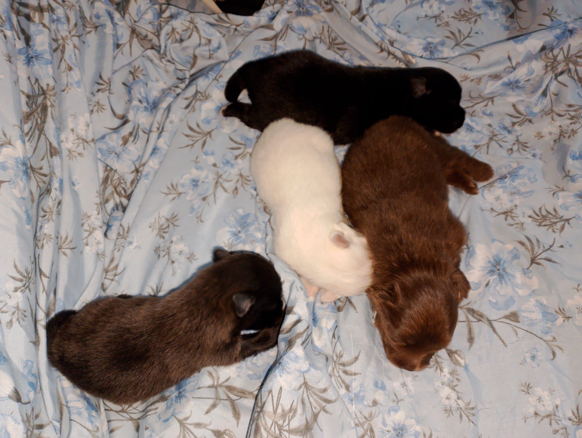 Pomchis machos 550€