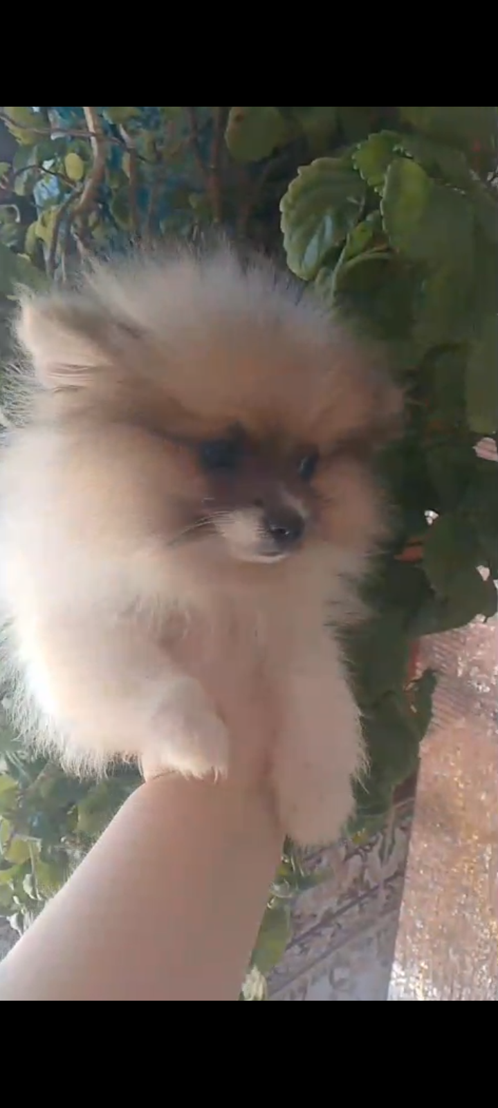 Pomchi macho 500€ dos vacunas y para entregar 