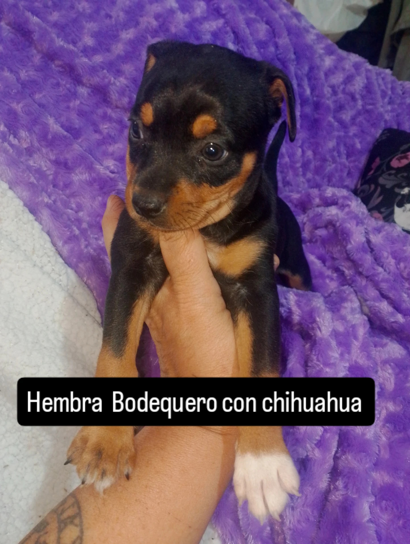 Hembra de 5 meses de bodequero con chihuahua en adopción 200€