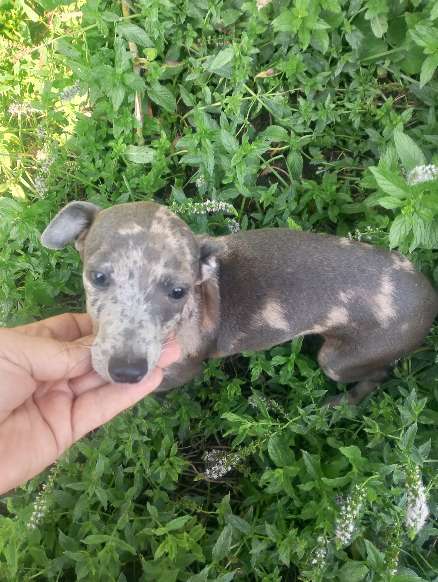 Camada de Greyhuahua Merle macho blue hembra chocolate Merle y dos machos blue fraw desde 300€ los Merle  