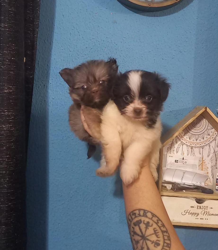 Maltipom hembras 700€
