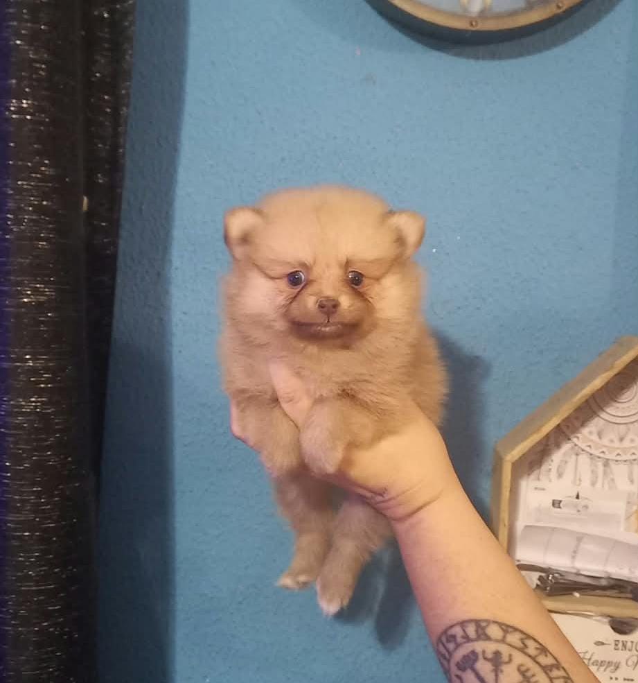 Pomchi hembra ya vendía.