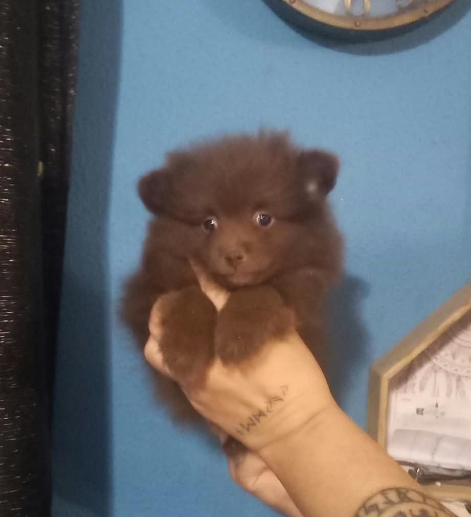 Hembra pomchis chocolate 700€