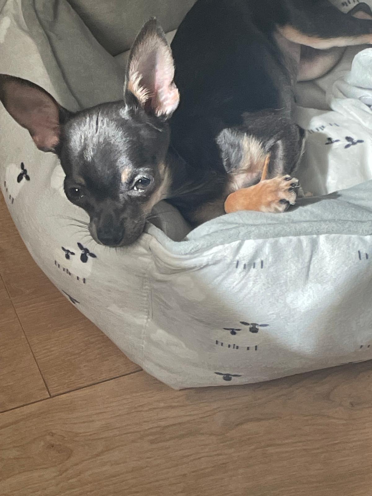 Gracias Yolanda por cuidar tan bien a Bimba. Tiene un carácter especial el cual nos ha llegado al corazón de toda la familia.