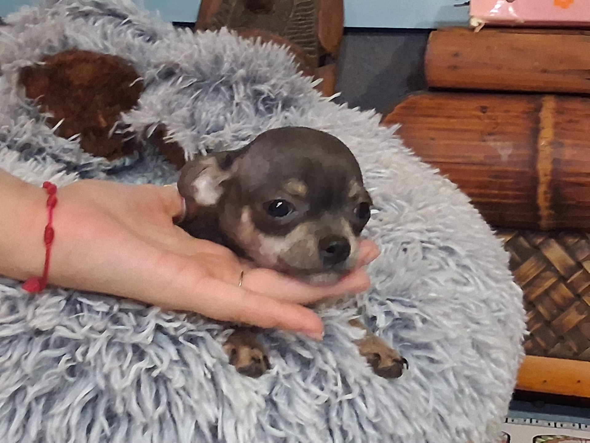 Hembra de chihuahua toy 800€ blue tang lista para entregar 