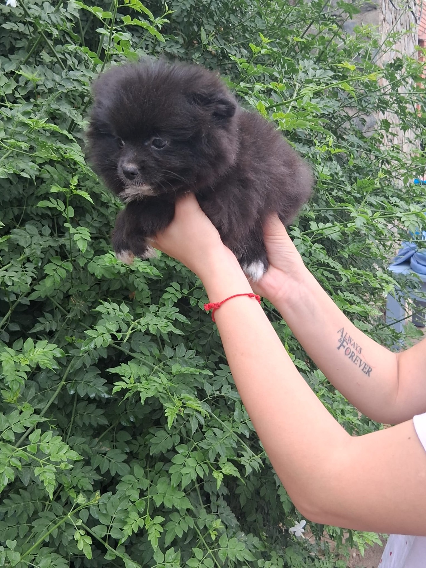 Pomchi hembra 700€