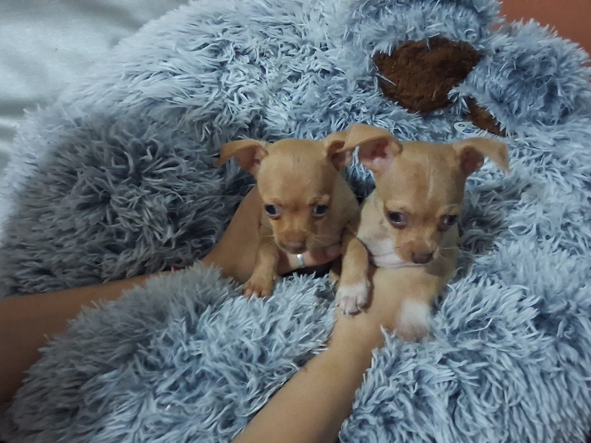 Chihuahua toy macho 450dos machos 