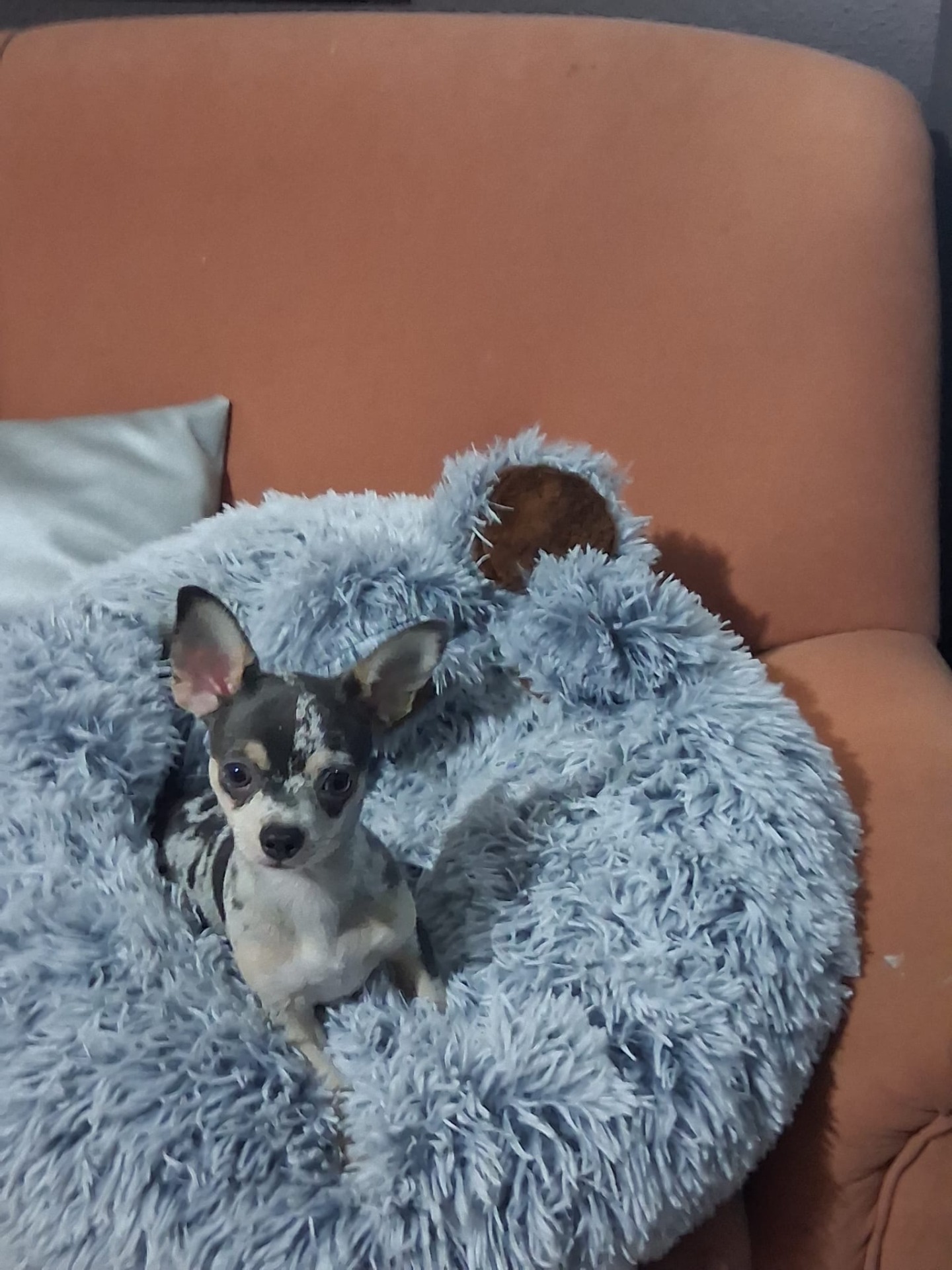 Chihuahua Merle macho 900€